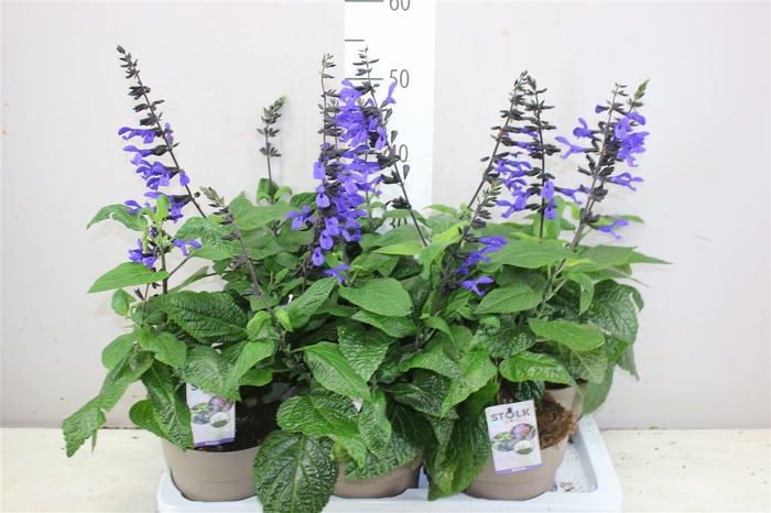 <h4>Salvia Black & Bloom</h4>