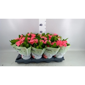 Euphorbia milii   ...