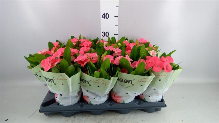 <h4>Euphorbia milii ...</h4>