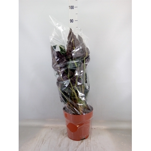 Alocasia amazonica