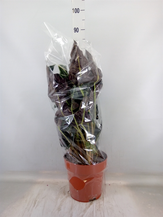 <h4>Alocasia amazonica</h4>