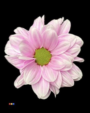 Chr T Kennedy Pastel Cerise