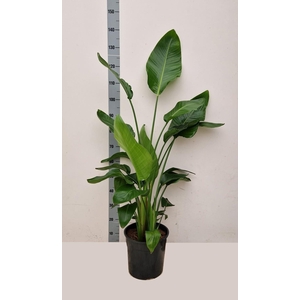STRELITZIA ALBA