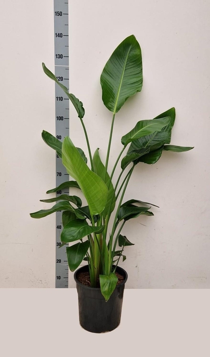 <h4>STRELITZIA ALBA</h4>
