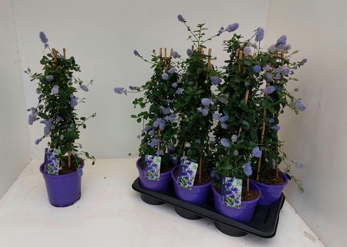 <h4>CEAN TH REPENS</h4>