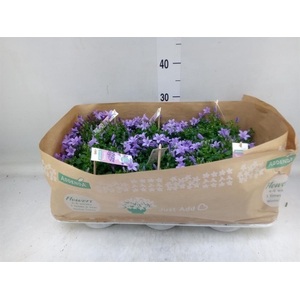 Campanula porten. 'Ambella Lavende'