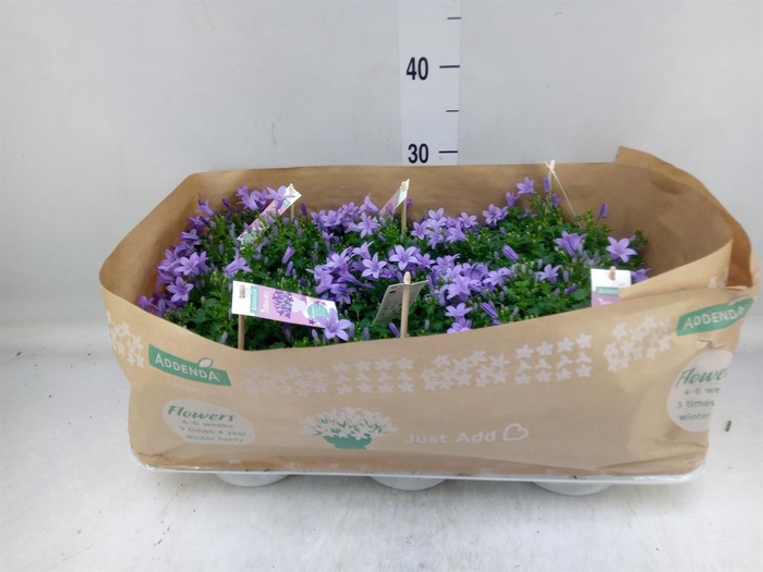 <h4>Campanula porten. 'Ambella Lavende'</h4>
