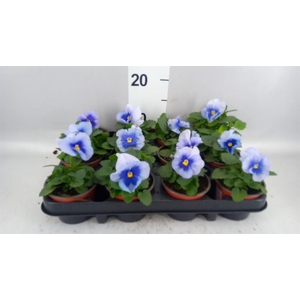 Viola wr. 'Flair Light Blue'