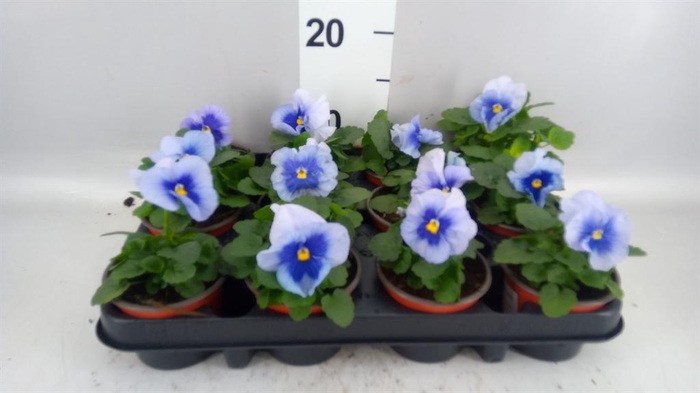 <h4>Viola wr. 'Flair Light Blue'</h4>