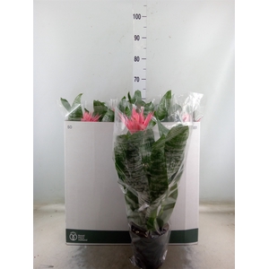 Aechmea fasciata 'Primera'