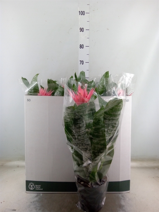 <h4>Aechmea fasciata 'Primera'</h4>