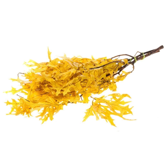 Scarlet Oak leaf preserved SB yellow