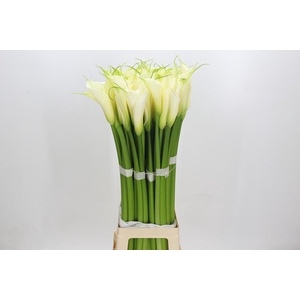 Zantedeschia Eydolls White