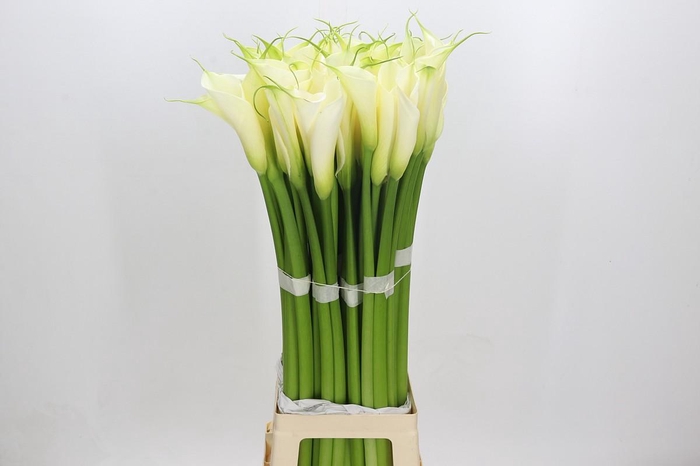 Zantedeschia Eydolls White