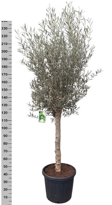 <h4>OLEA EUROPAEA</h4>