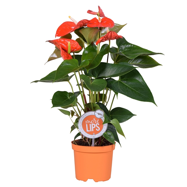 <h4>MoreLIPS® Anthurium Atlas</h4>