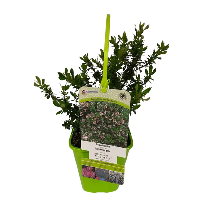 <h4>Escallonia overig</h4>
