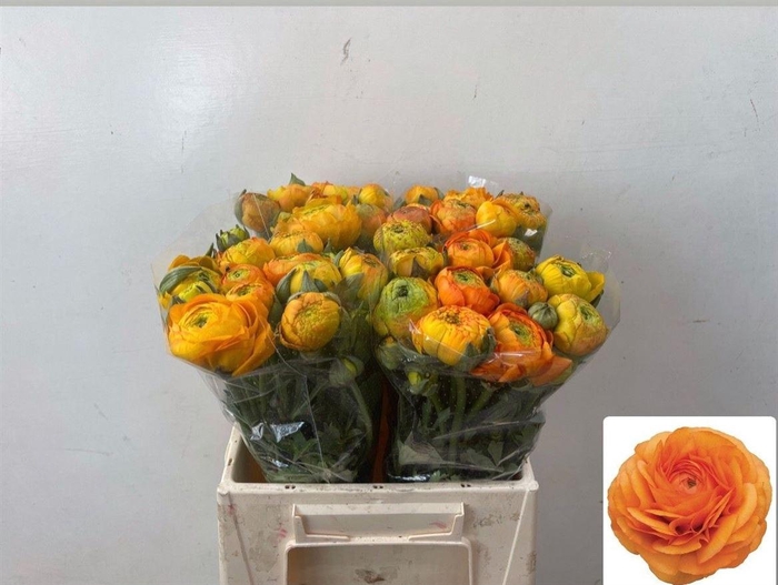 <h4>Ran El Orange</h4>