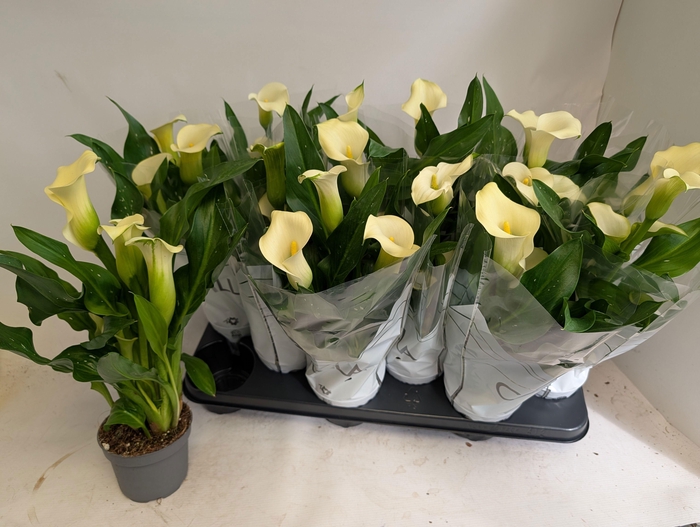 <h4>ZANT CAPT FRESCO</h4>