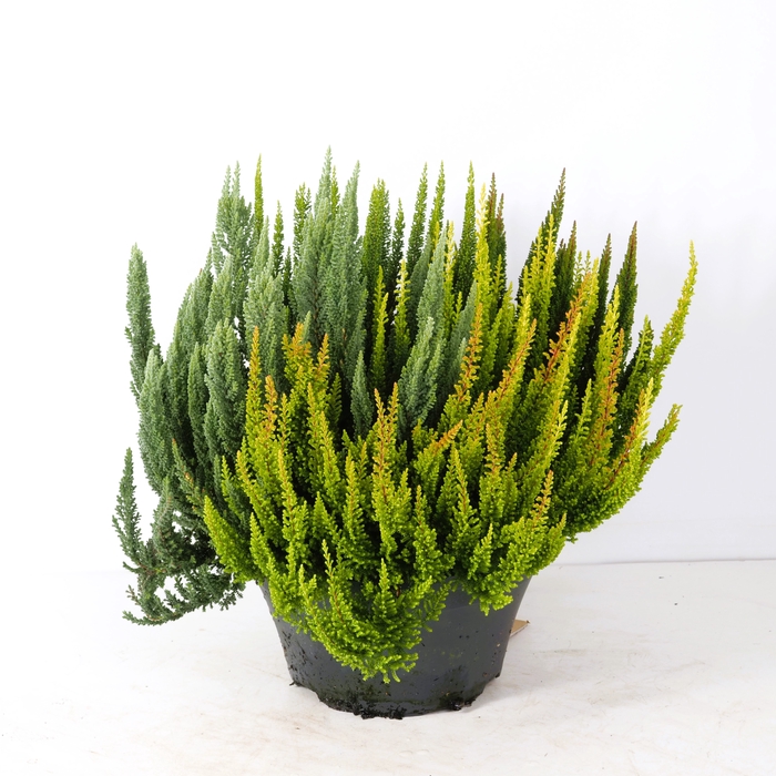 <h4>CALLU SKY SKYFIVE GP</h4>