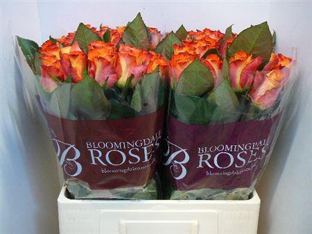 <h4>R Gr Mariyo!</h4>