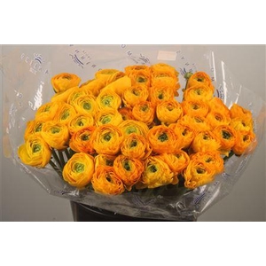 Ran... Su Omega Super