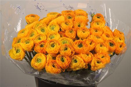 <h4>Ran... Su Omega Super</h4>