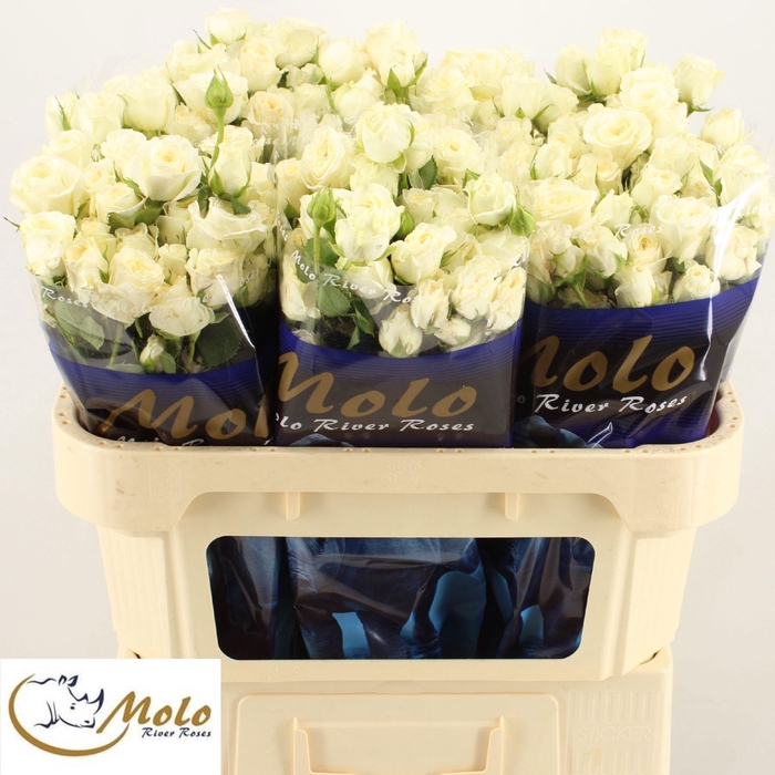 <h4>R TR SNOWY BLOSSOMS</h4>