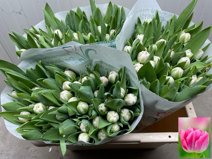 <h4>TU DU VOQUE</h4>