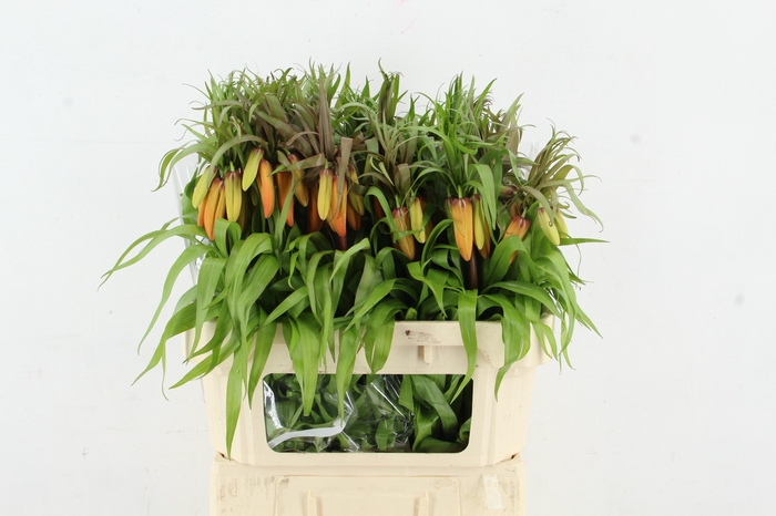 <h4>FRIT SUNSET</h4>