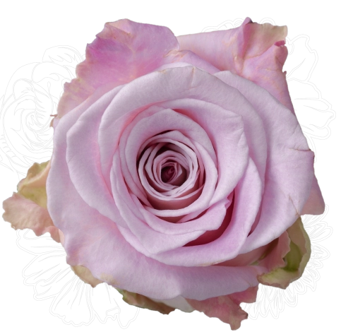 <h4>R Gr Faith Pink 50cm EC</h4>