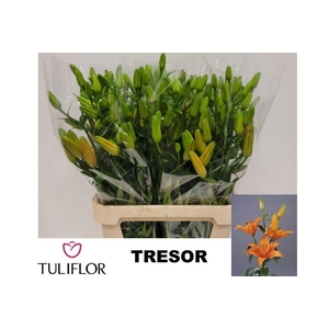 Li As Tresor