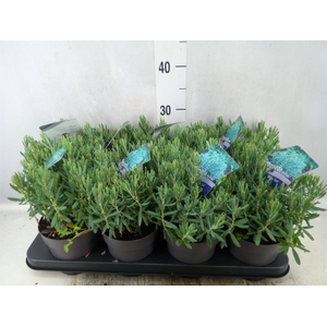 Andromeda polifolia 'Blue Ice'