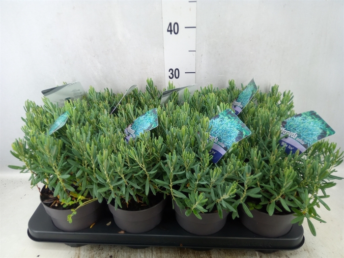 Andromeda polifolia 'Blue Ice'