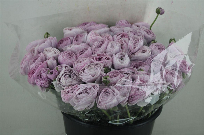 <h4>Ran Cloni Ex Nebbia</h4>