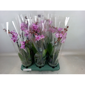 Phalaenopsis   ...