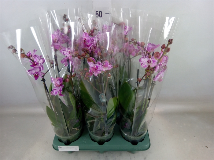 <h4>Phalaenopsis   ...</h4>