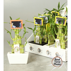 DRA LUCKY BAMBOO