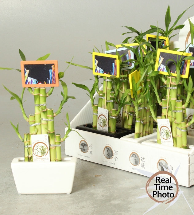 <h4>DRA LUCKY BAMBOO</h4>