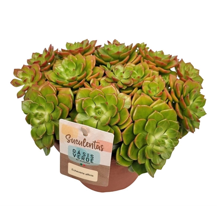 <h4>ECHEV AFFINIS</h4>