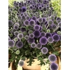 FREILAND ECHINOPS