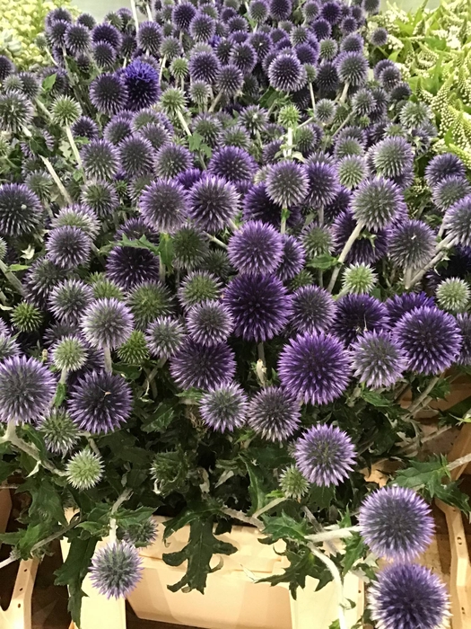 FREILAND ECHINOPS