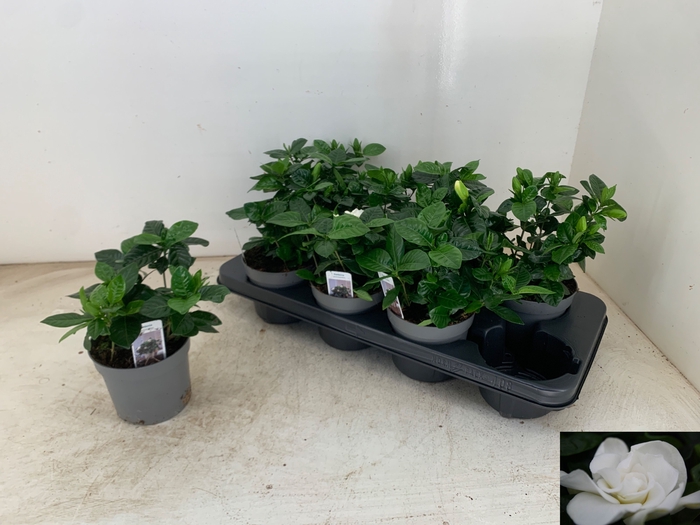 <h4>GARDENIA JASMINOIDES</h4>
