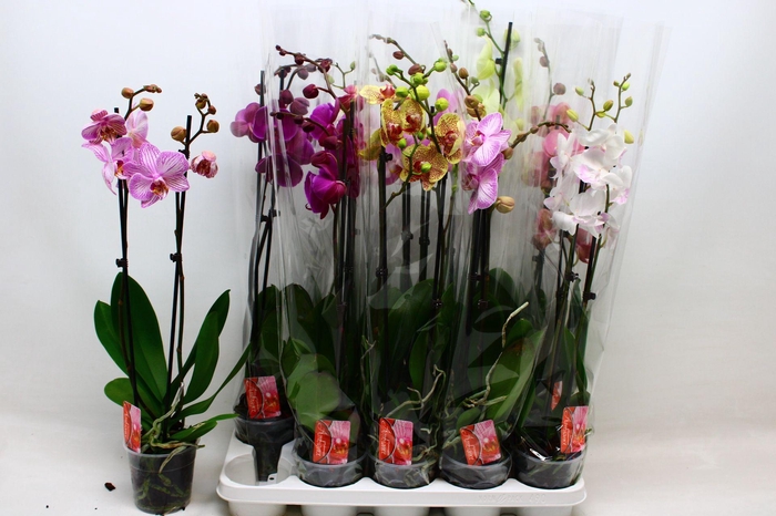 <h4>PHAL GEM 7 KL</h4>