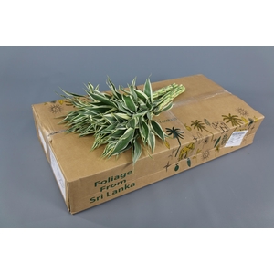 Dracaena Sanderiana White (air)
