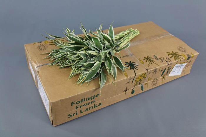 <h4>Dracaena Sanderiana White (air)</h4>