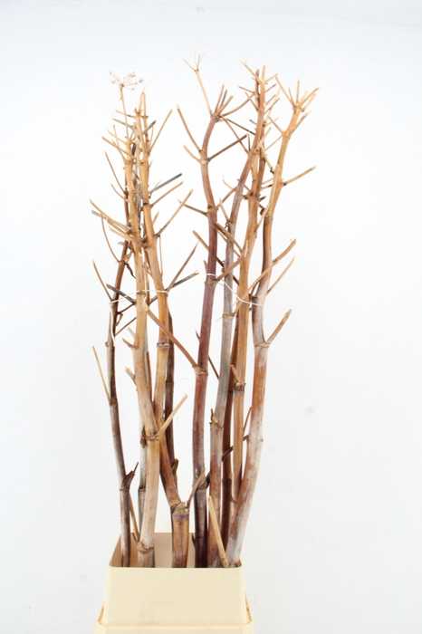 <h4>DROOGBL BEWERKT H%</h4>