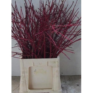 CORNUS ALBA SIBIRICA