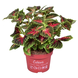 Coleus Main street Spacecake