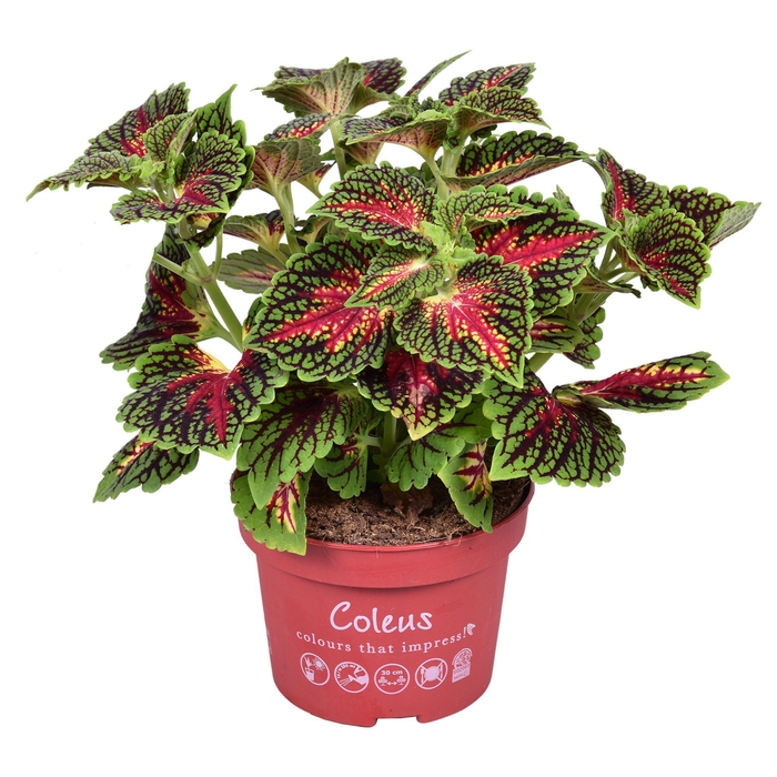 <h4>Coleus Main street Spacecake</h4>